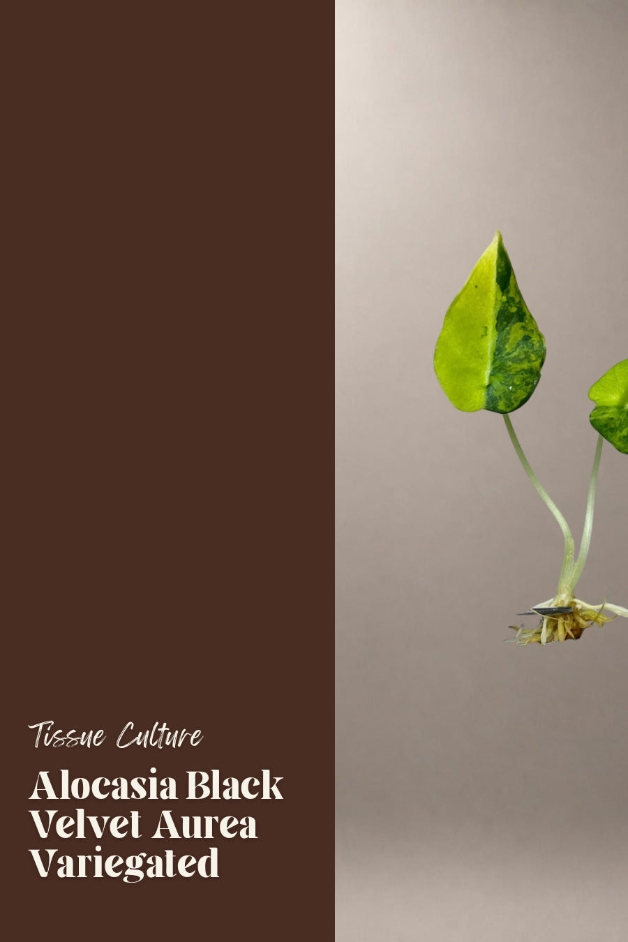 Alocasia Black Velvet Aurea Variegated tissue culture plantlet