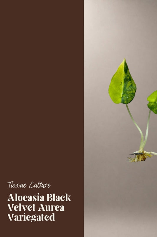 Alocasia Black Velvet Aurea Variegated tissue culture plantlet