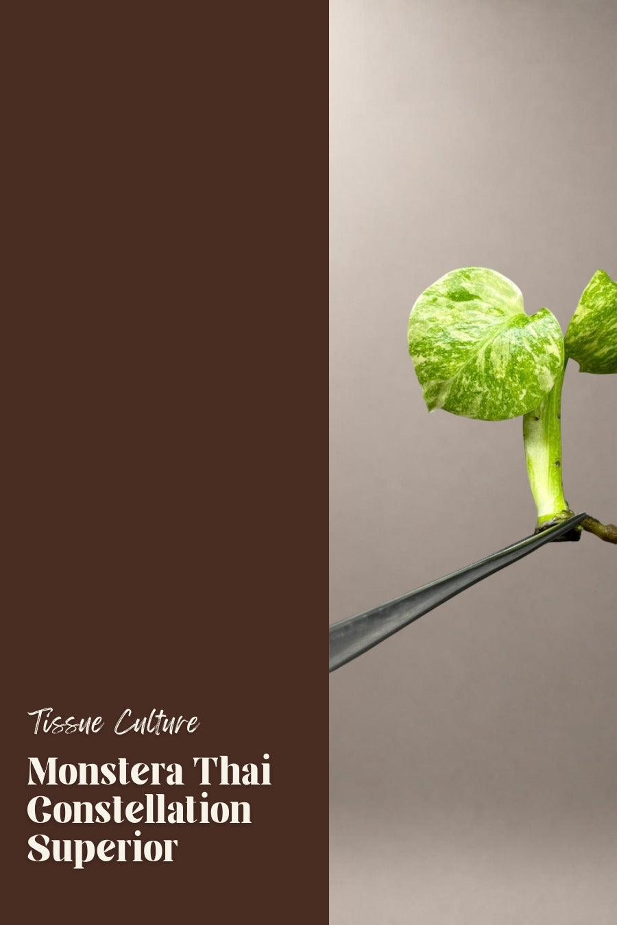 Monstera Thai Constellation Superior tissue culture plantlet