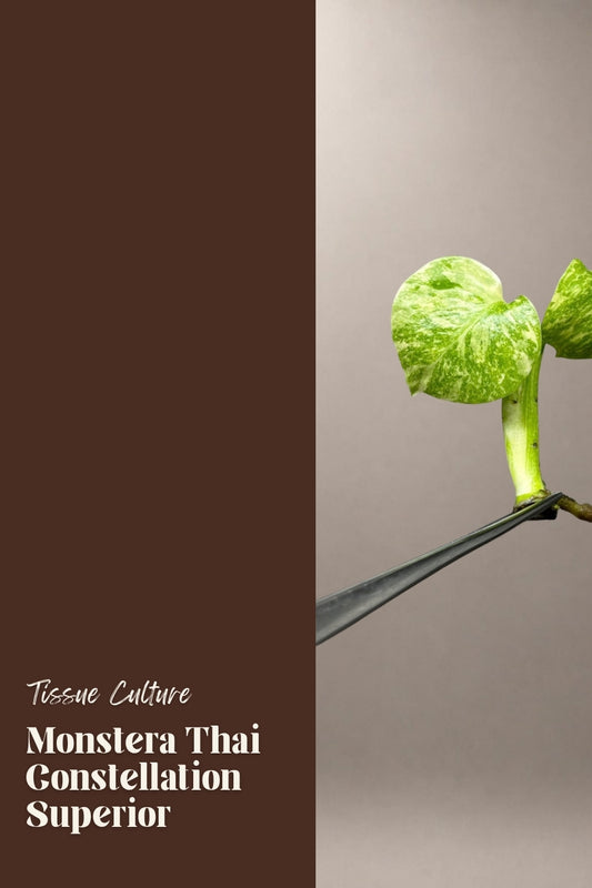 Monstera Thai Constellation Superior tissue culture plantlet