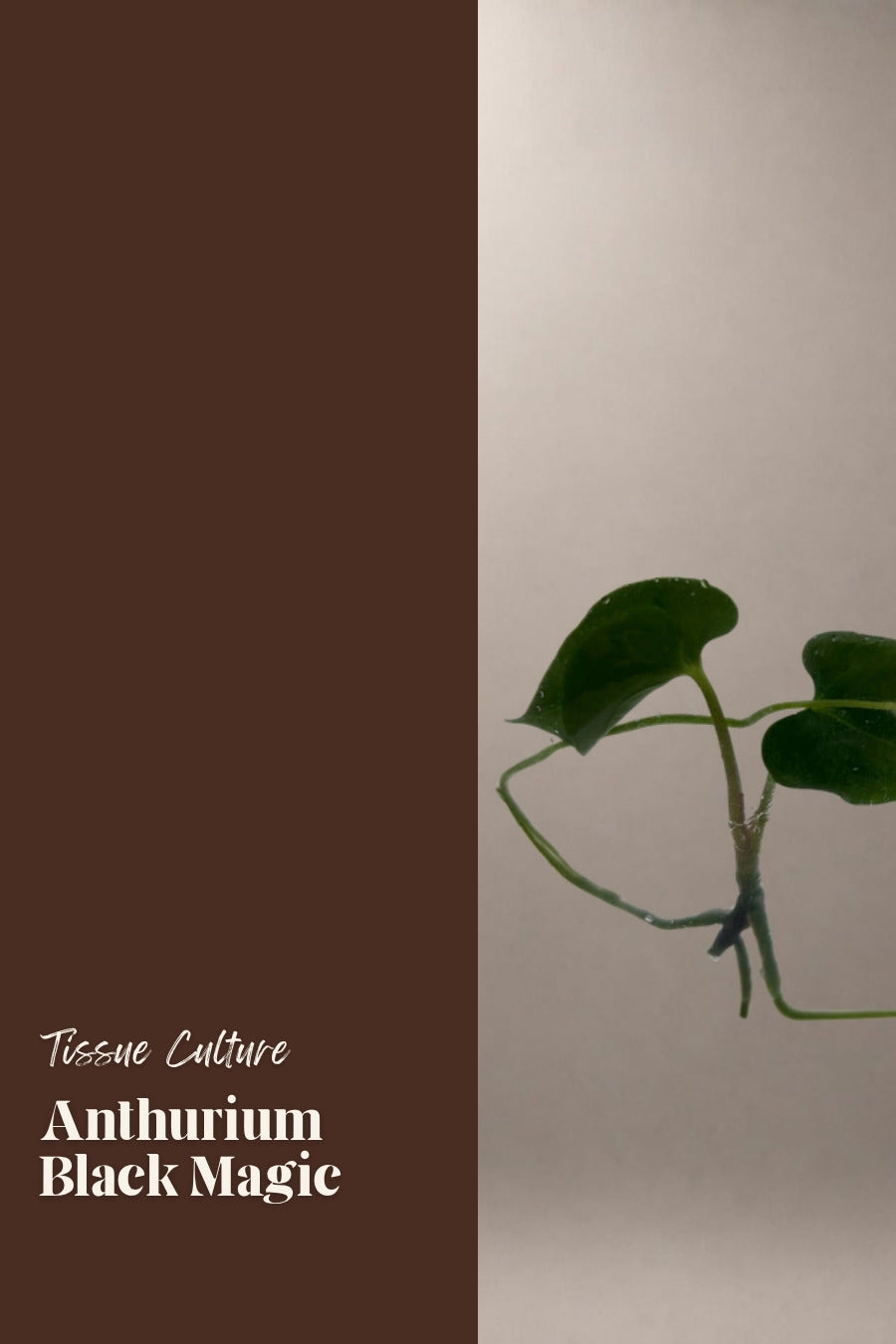 Anthurium Black Magic tissue culture plantlet