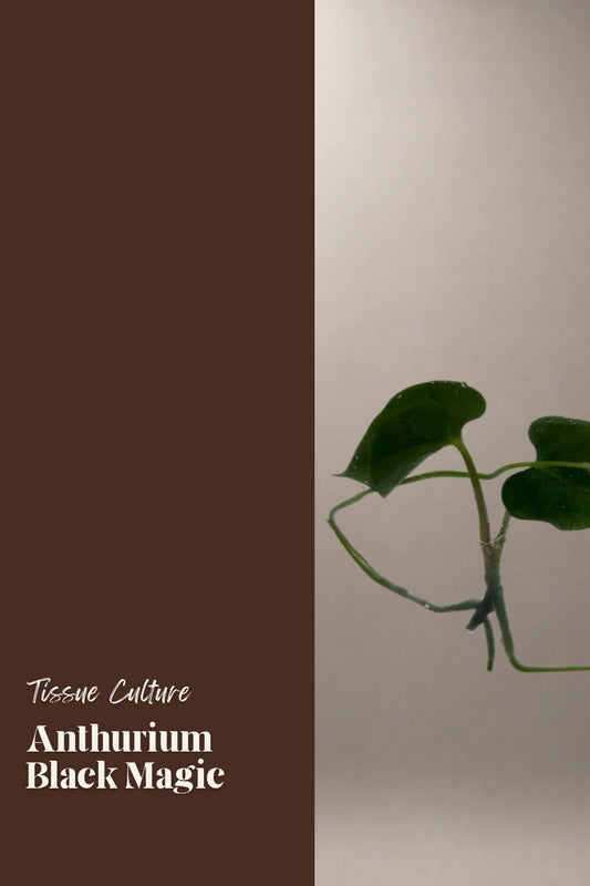 Anthurium Black Magic tissue culture plantlet