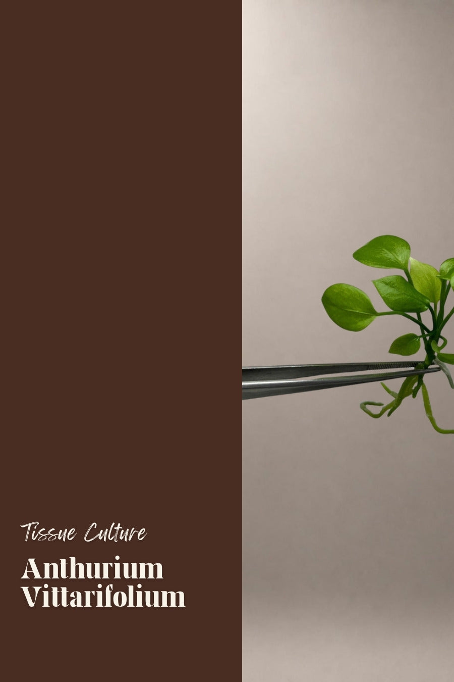 Anthurium Vittarifolium tissue culture plantlet