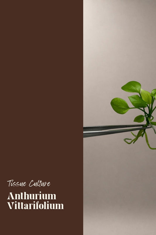 Anthurium Vittarifolium tissue culture plantlet