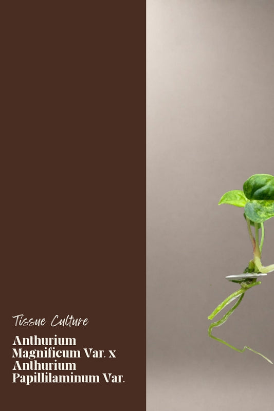 Anthurium Magnificum Var. x Anthurium Papillilaminum Var. tissue culture plantlet