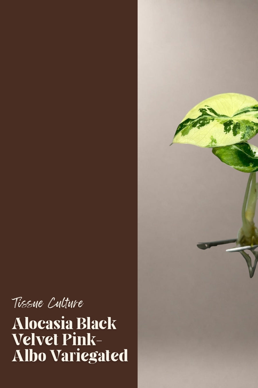 Alocasia Black Velvet Pink-Albo Variegated tissue culture plantlet