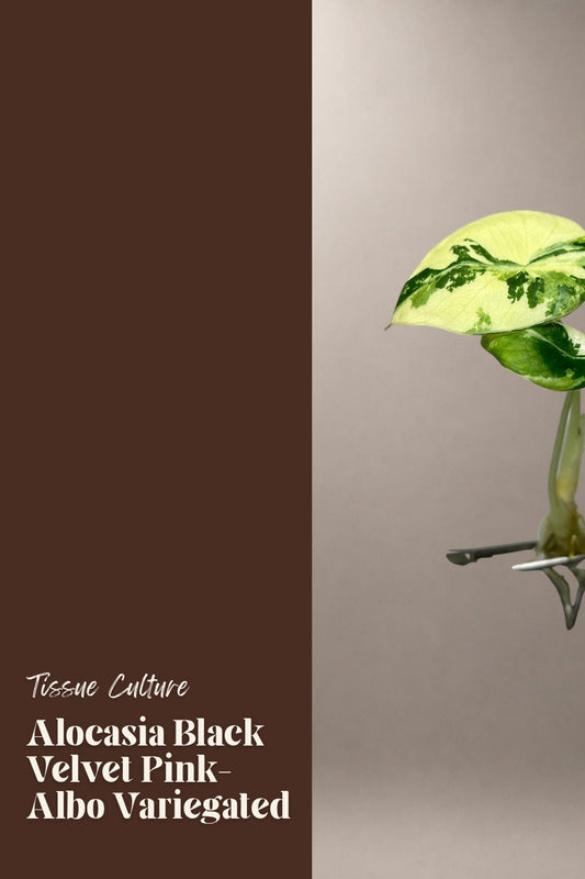 Alocasia Black Velvet Pink-Albo Variegated tissue culture plantlet