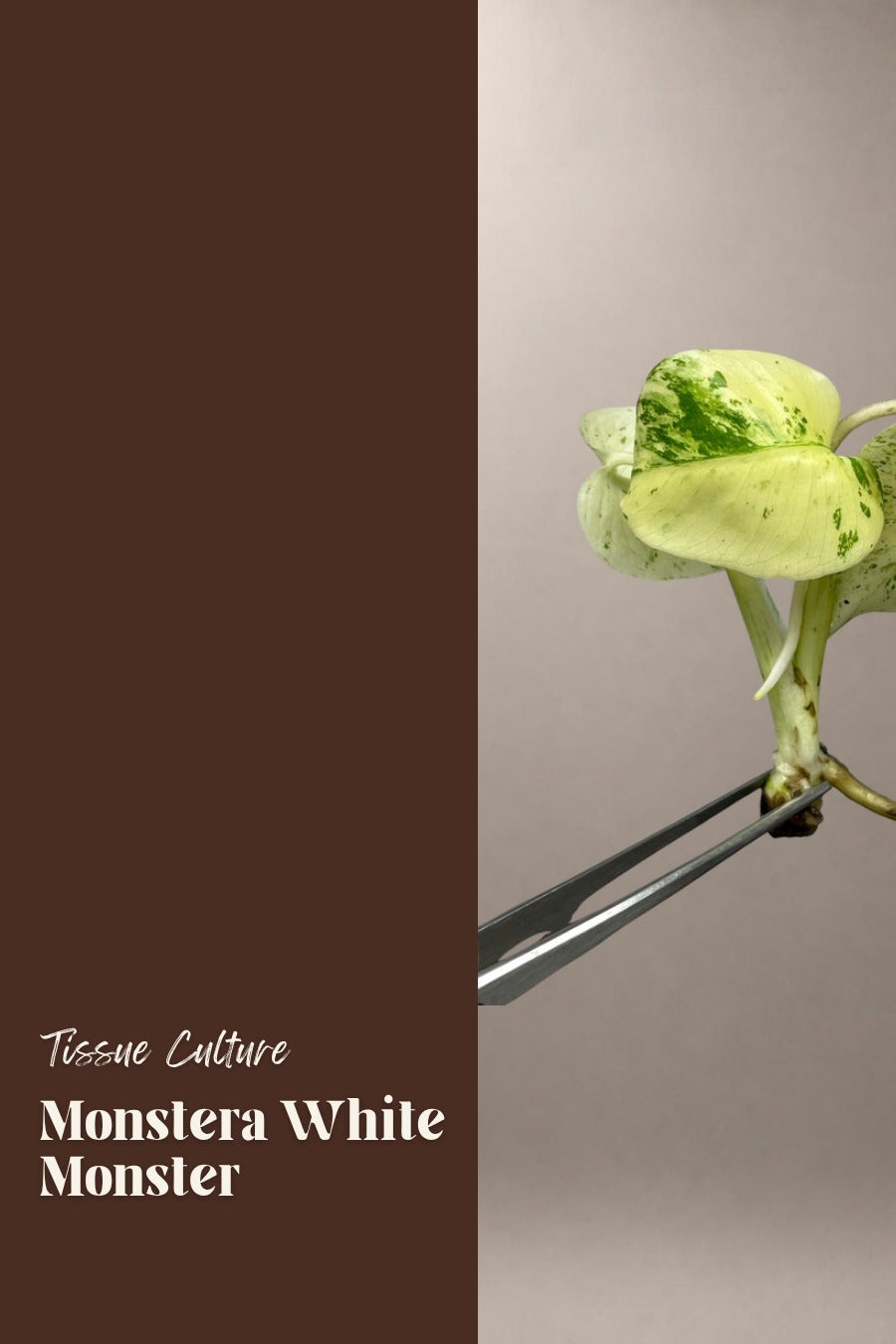 Monstera White Monster tissue culture plantlet