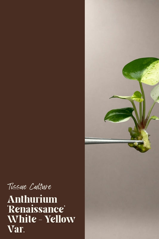 Anthurium 'Renaissance' White - Yellow Var. tissue culture plantlet
