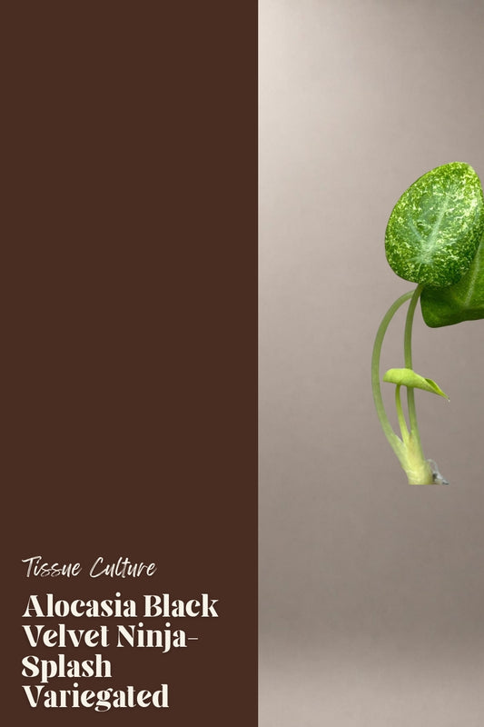 Alocasia Black Velvet Ninja-Splash Variegated tissue culture plantlet