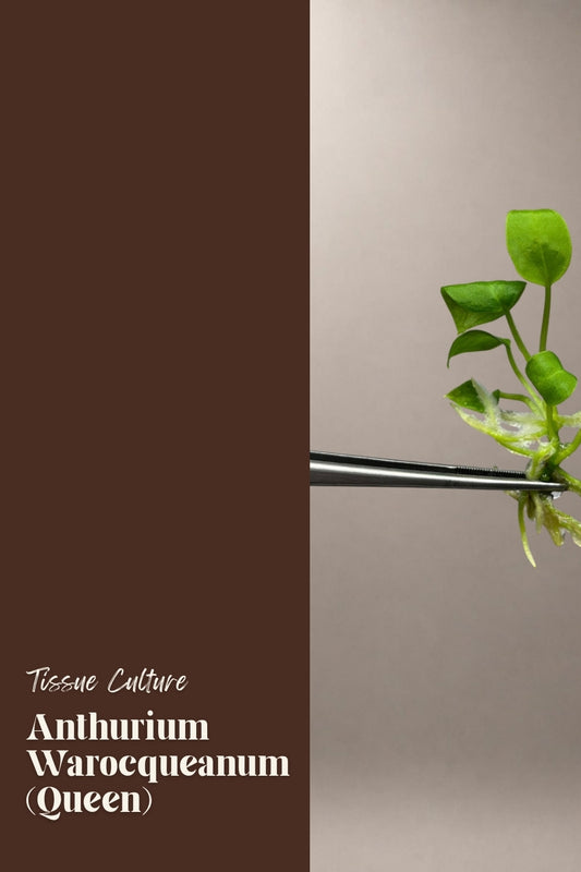 Anthurium Warocqueanum (Queen) tissue culture plantlet