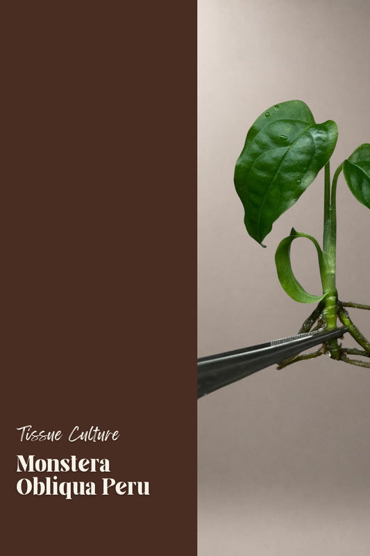 Monstera Obliqua Peru tissue culture plantlet