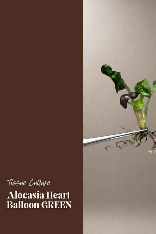 Alocasia Heart Balloon GREEN tissue culture plantlet