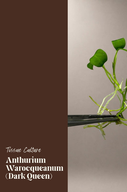 Anthurium Warocqueanum (Dark Queen) tissue culture plantlet
