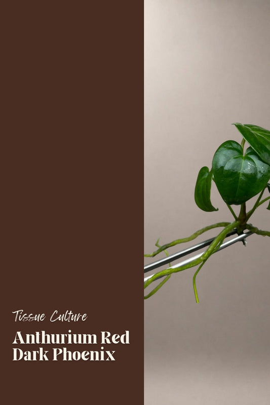 Anthurium Red Dark Phoenix tissue culture plantlet