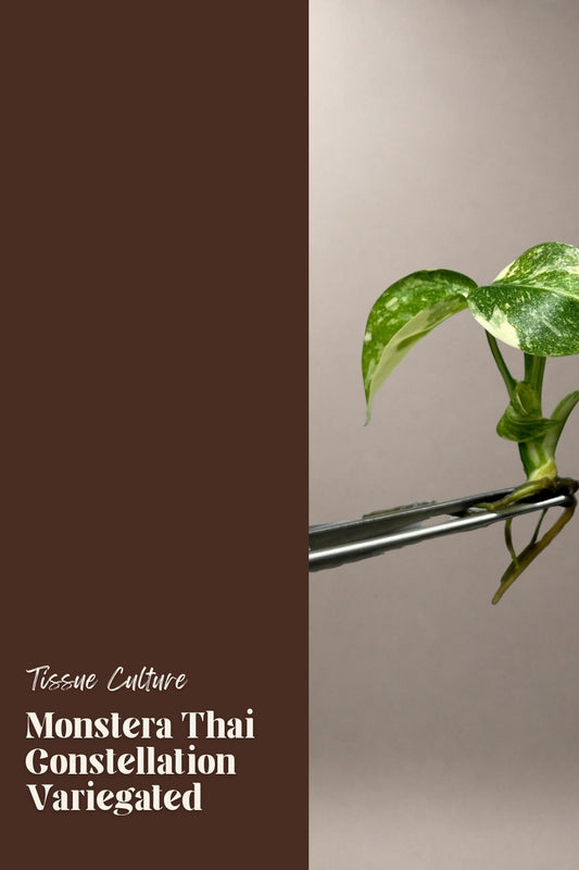 Monstera Thai Constellation Variegated tissue culture plantlet