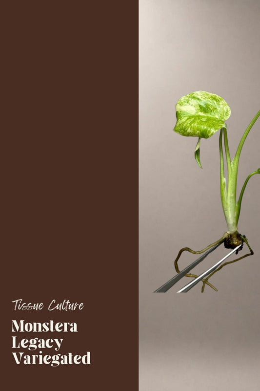 Monstera Legacy Variegated tissue culture plantlet