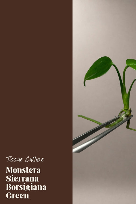 Monstera Sierrana Borsigiana Green tissue culture plantlet