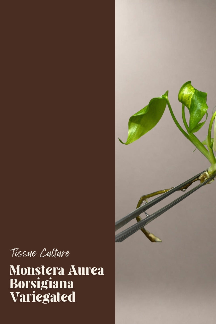 Monstera Aurea Borsigiana Variegated tissue culture plantlet