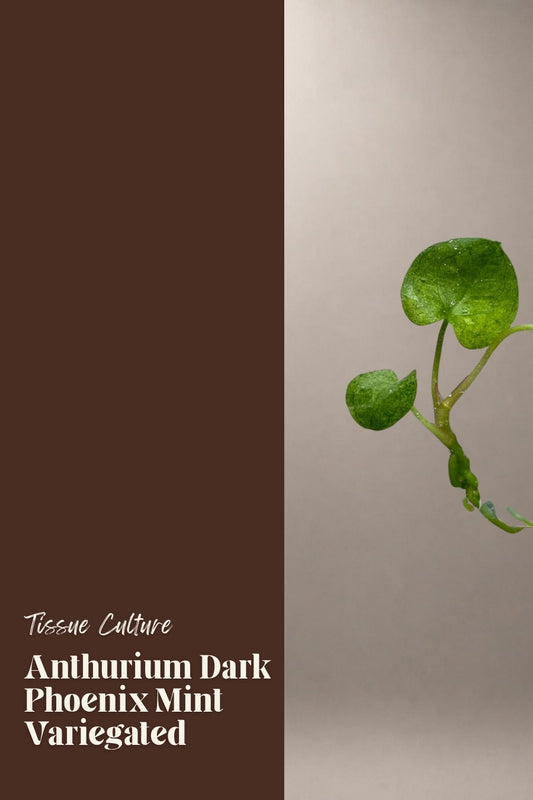 Anthurium Dark Phoenix Mint Variegated tissue culture plantlet