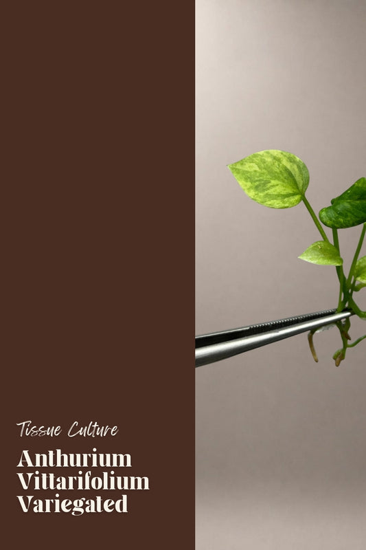 Anthurium Vittarifolium Variegated tissue culture plantlet