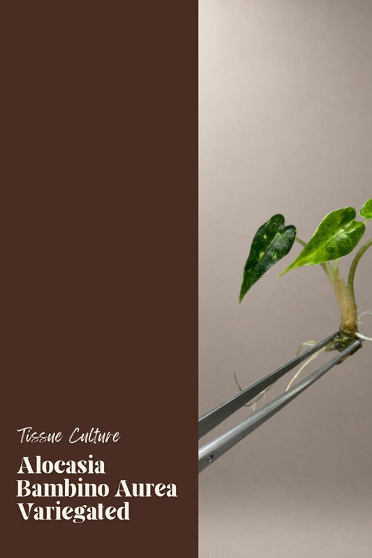 Alocasia Bambino Aurea Variegated tissue culture plantlet