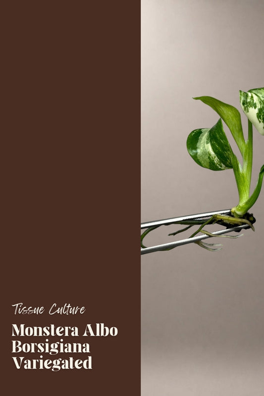 Monstera Albo Borsigiana Variegated tissue culture plantlet