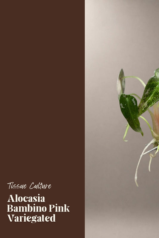 Alocasia Bambino Pink Variegated tissue culture plantlet