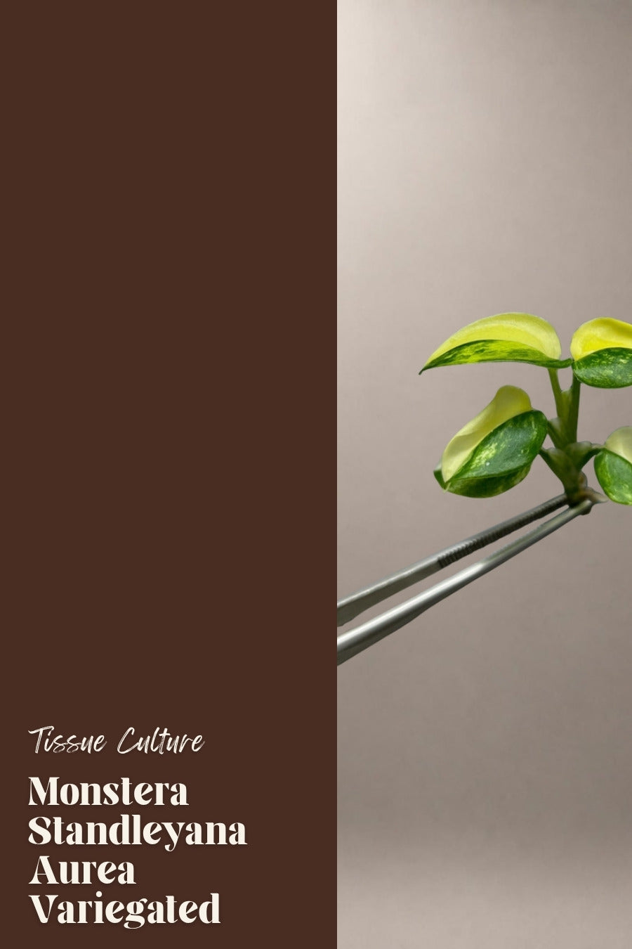 Monstera Standleyana Aurea Variegated tissue culture plantlet