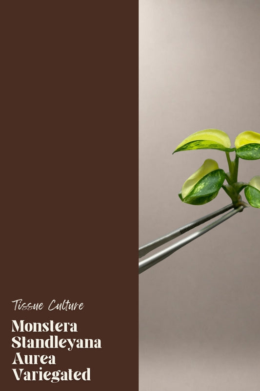 Monstera Standleyana Aurea Variegated tissue culture plantlet