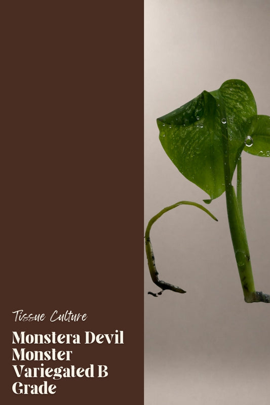 Monstera Devil Monster Variegated B Grade tissue culture plantlet