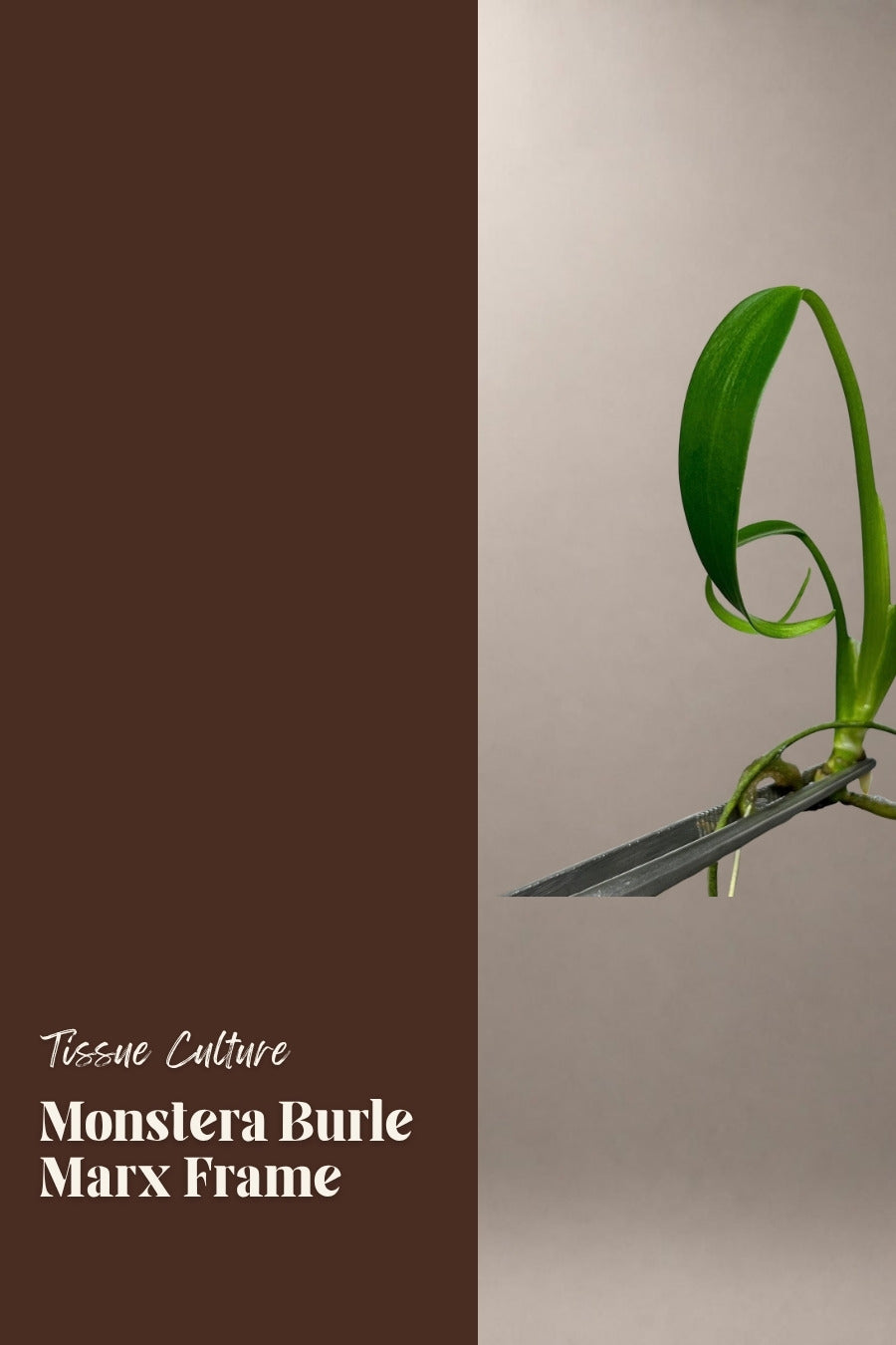 Monstera Burle Marx Frame tissue culture plantlet