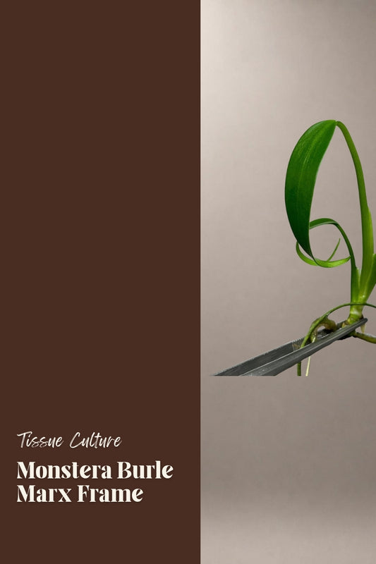 Monstera Burle Marx Frame tissue culture plantlet