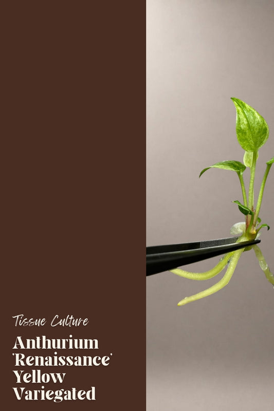 Anthurium 'Renaissance' Yellow Variegated tissue culture plantlet