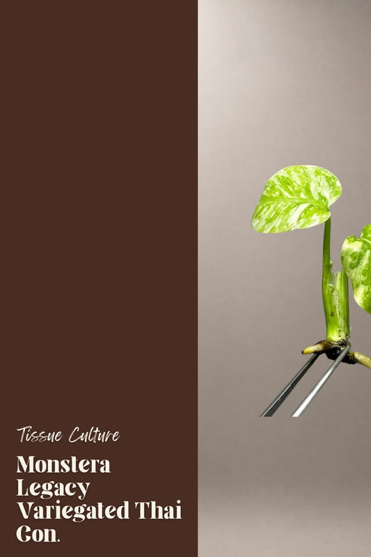 Monstera Legacy Variegated Thai Con. tissue culture plantlet