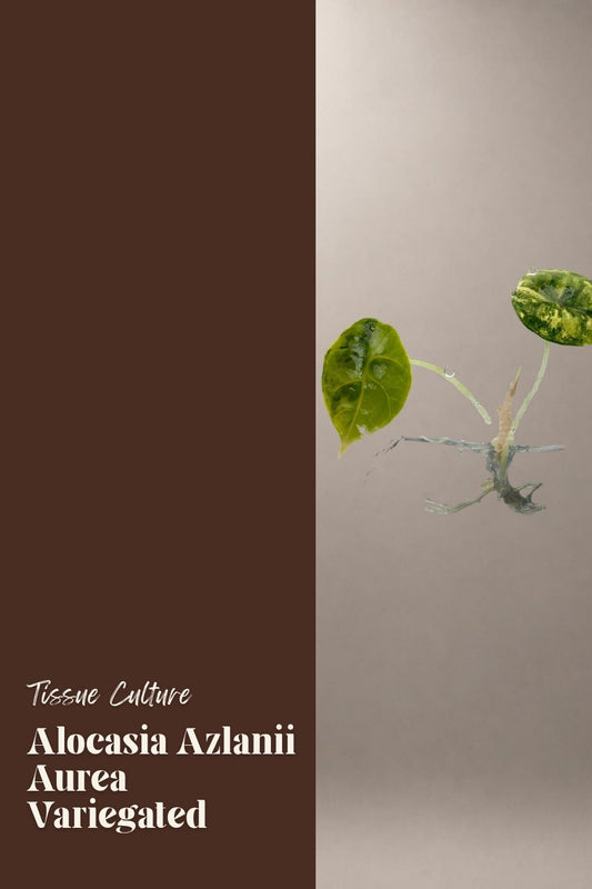 Alocasia Azlanii Aurea Variegated tissue culture plantlet