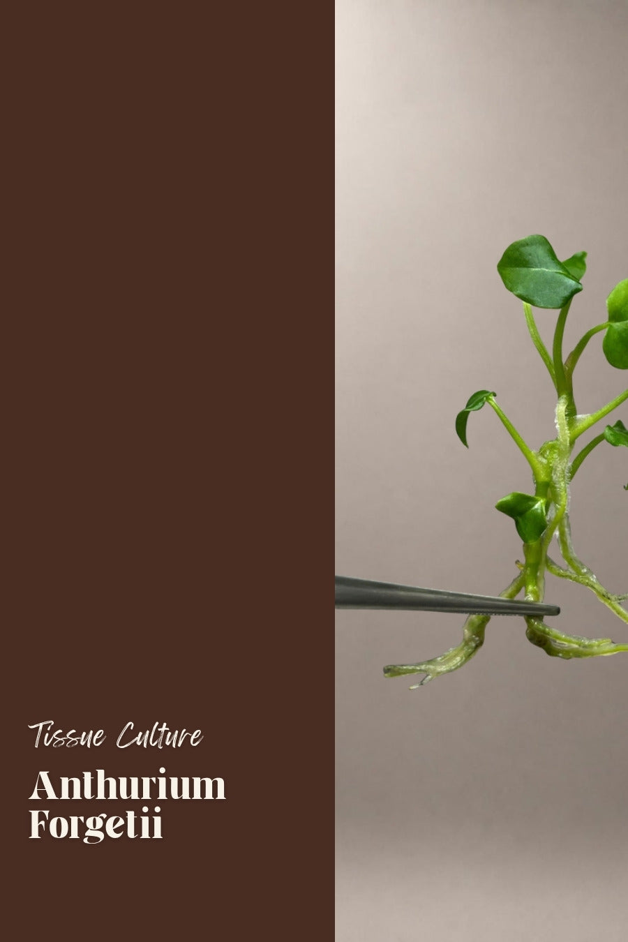 Anthurium Forgetii tissue culture plantlet
