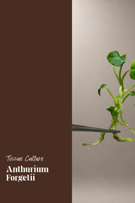 Anthurium Forgetii tissue culture plantlet