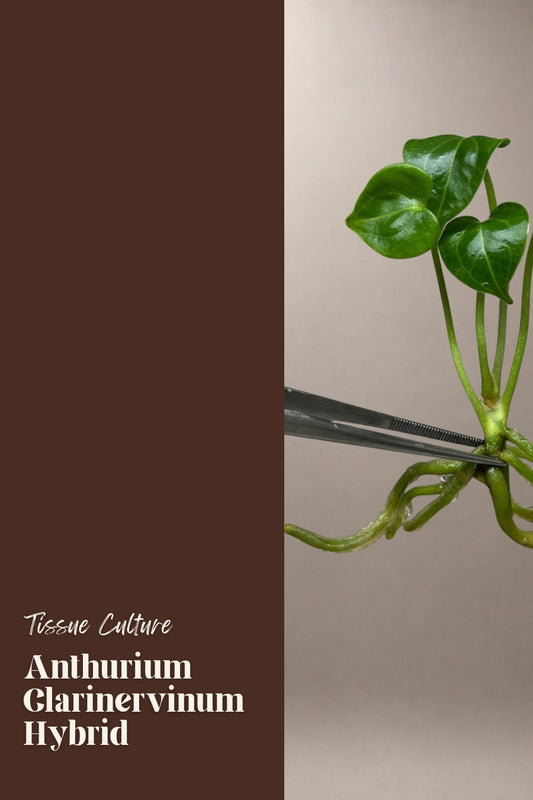 Anthurium Clarinervinum Hybrid tissue culture plantlet