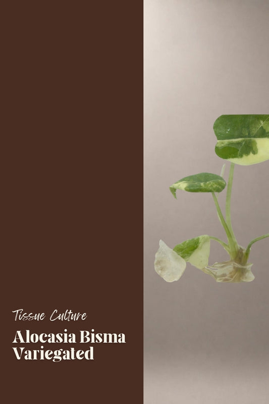 Alocasia Bisma Variegated tissue culture plantlet