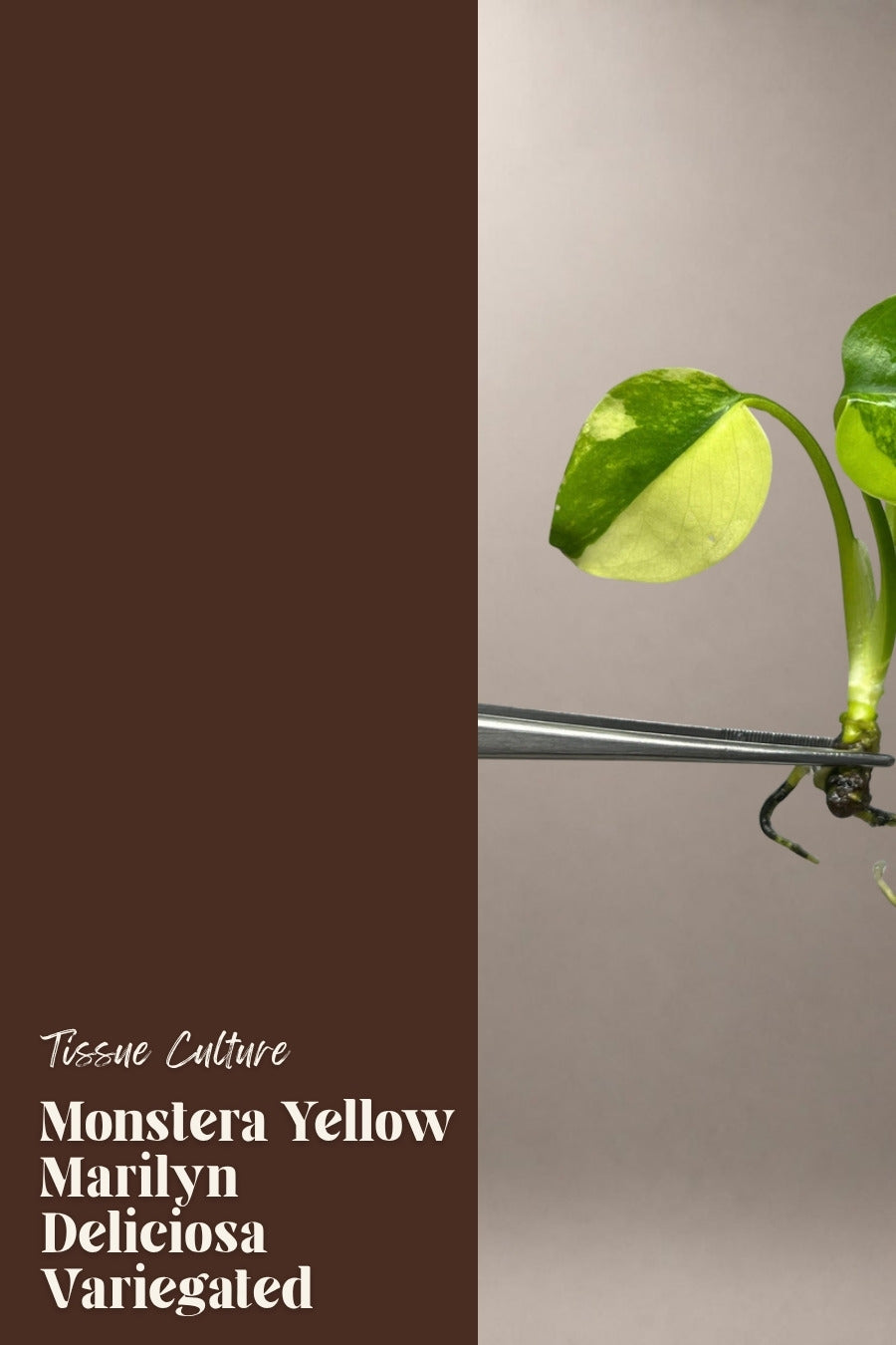 Monstera Yellow Marilyn Deliciosa Variegated tissue culture plantlet