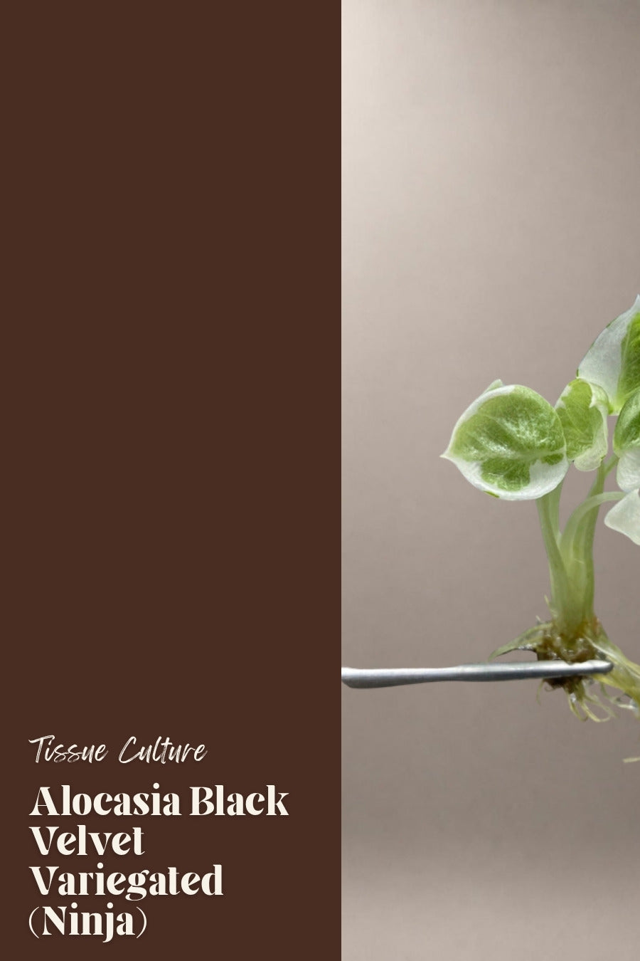Alocasia Black Velvet Variegated (Ninja) tissue culture plantlet