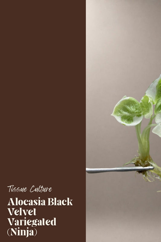 Alocasia Black Velvet Variegated (Ninja) tissue culture plantlet