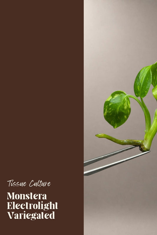 Monstera Electrolight Variegated tissue culture plantlet