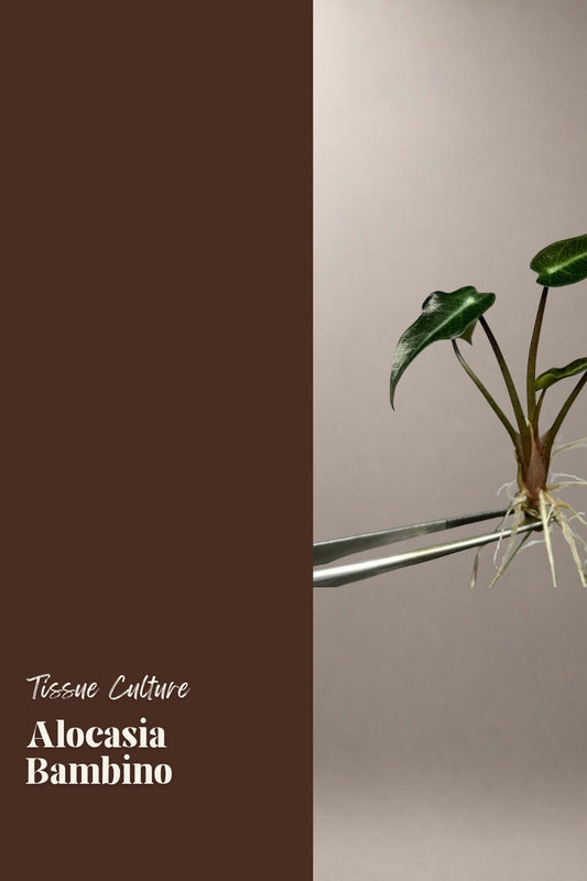Alocasia Bambino tissue culture plantlet