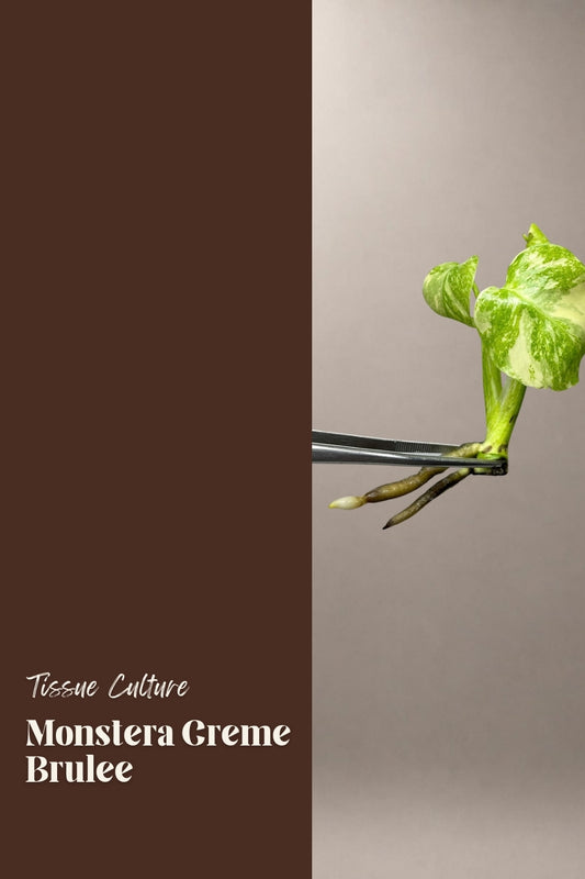 Monstera Creme Brulee tissue culture plantlet