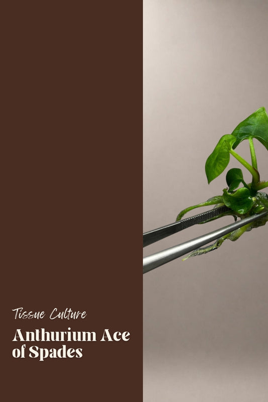 Anthurium Ace of Spades tissue culture plantlet
