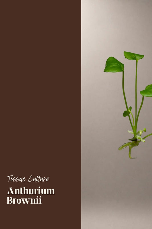 Anthurium Brownii tissue culture plantlet
