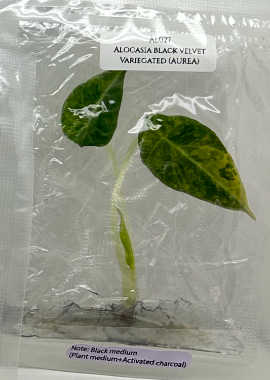 [Pre-Order / Free Shipping] Alocasia Black Velvet Aurea Variegated (1 plant/bag) / Tissue Culture