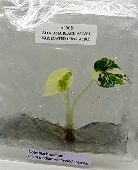 [Pre-Order / Free Shipping] Alocasia Black Velvet Pink-Albo Variegated (1 plant/bag) / Tissue Culture